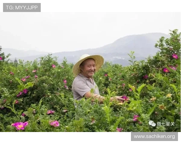 七星官方客服支持与反馈渠道，快速解决游戏中遇到的问题